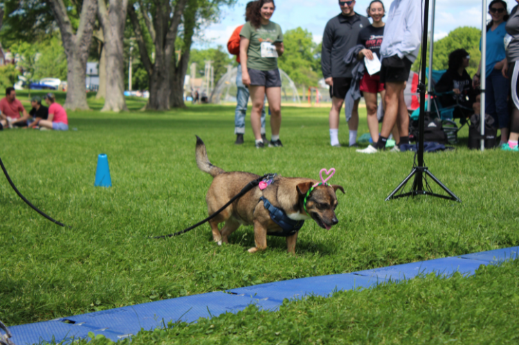 5K Run & Walk with the Dogs – Animal Rescue Foundation