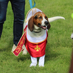 dog costume 250x250